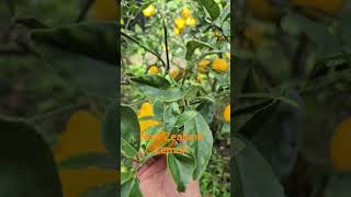 New Zealand Lemon