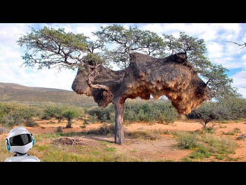 10 Необычных ДОМОВ ЖИВОТНЫХ, в Существование Которых Сложно Поверить