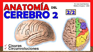 🥇 ANATOMY OF THE BRAIN 2/2. (Telencephalon). Simple Explanation! 🥇 ANATOMY OF THE BRAIN 2/2. (Telencephalon). Simple Explanation!