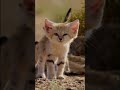 Sand Cat kitten #shorts #short #shortvideo #cute #cat #wildlife #animals