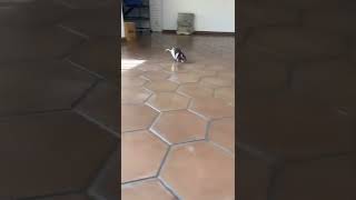 Tikus Video 10 #shorts #tikus #viral #youtubeshorts #foryou #rat #video