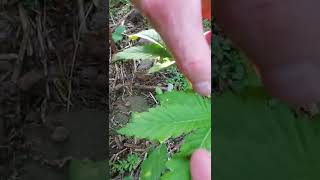 uk outdoor guerilla grow/ swamp land grow pukkas must watch 👀🤌💯