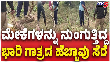 Huge Python was Captured In Mysuru | ಮೇಕೆಗಳನ್ನು ನುಂಗುತ್ತಿದ್ದ ಭಾರಿ ಗಾತ್ರದ ಹೆಬ್ಬಾವು ಸೆರೆ | TV5 Kannada