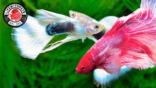 Fish Room Tour SO Many Tanks, Fish, Shrimp and Snails.
Fish Room Tour - today I wanted to do an update video on all our tanks. We have goldfish, Bettas, guppies, shrimp, snails and so much more. We currently have 16 tanks, most are planted and have multiple species of this in them.
Our USA online Store for dividers and more. http://www.lifewithpetsgci.com
Our Etsy store for all things fish https://www.etsy.com/shop/GciCreations
Tank Divider https://www.lifewithpetsgci.com
Plants https://www.lifewithpetsgci.com
LED Light. https://www.amazon.com/shop/lifewithpets. (Paid link)
LETS CONNECT!
Instagram ~ https://www.instagram.com/lifewithpets72
Facebook ~ https://www.facebook.com/sheila.gardner.524934
website ~ https://www.lifewithpetsgci.com
Business inquiries only.
gciinc@hotmail.com
*Disclaimer ~ This video is not sponsored in anyway. All opinions are our own. The above links are Amazon Affiliate links. Well receive a small commission if you use these links, thank you for supporting our channel.
This video content is the property of Lifewithpets72 and may not be used or reproduced without written permission. Fish Room Tour SO Many Tanks, Fish, Shrimp and Snails.