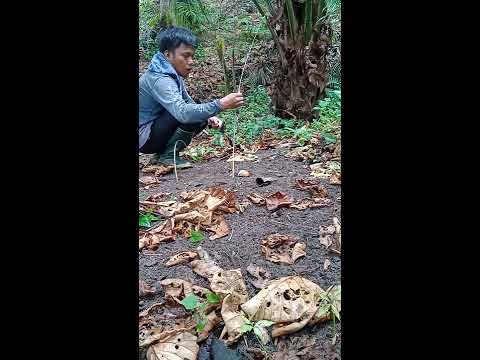 BURUNG TELEDEKAN GUNUNG PASTOL MUDA HUTAN #teledekan #burung #anisbinbin #teledekangunung #shorts