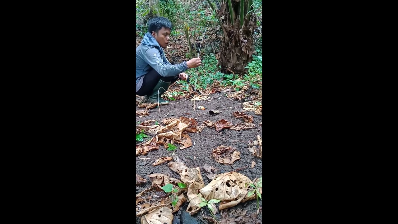 Mikat teledekan, dapat anakan trotol