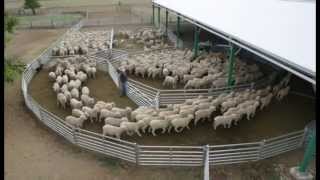 ProWay Sheepyards