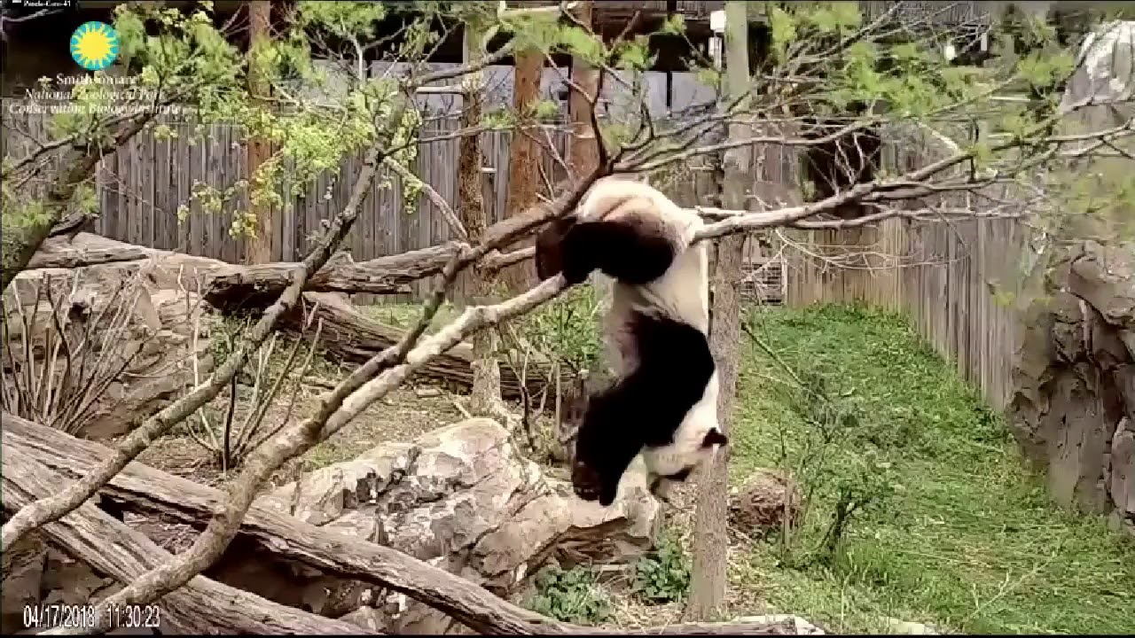 Acrobatic Bei Bei in Tree & 5 Panda Rolls! 🐼👑🌲🎉4/17/18 - YouTube