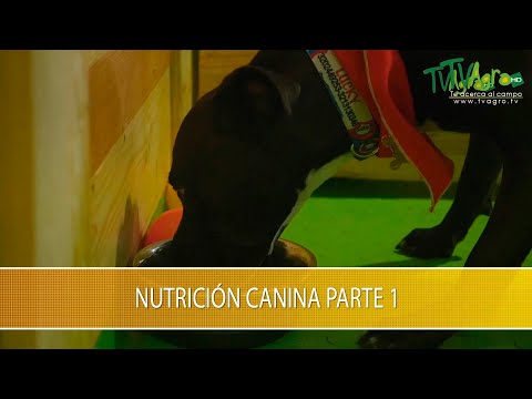Vídeo: Principis De Nutrició Canina