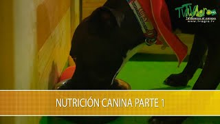 Nutricion Canina parte 1 TvAgro por Juan Gonzalo Angel Restrepo