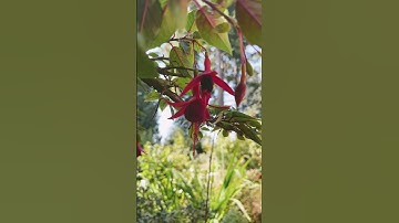 Fuchsia ‘Autumnale