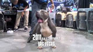 THE BIGGEST XL PITBULLS IN THE WORLD 2011 A.B.K.C. AMERICAN BULLY NATIONALS BLUELINE