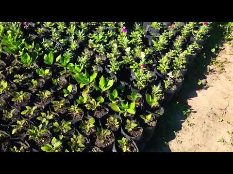 ჩვენი ბაღი ნელნელა იზრდება