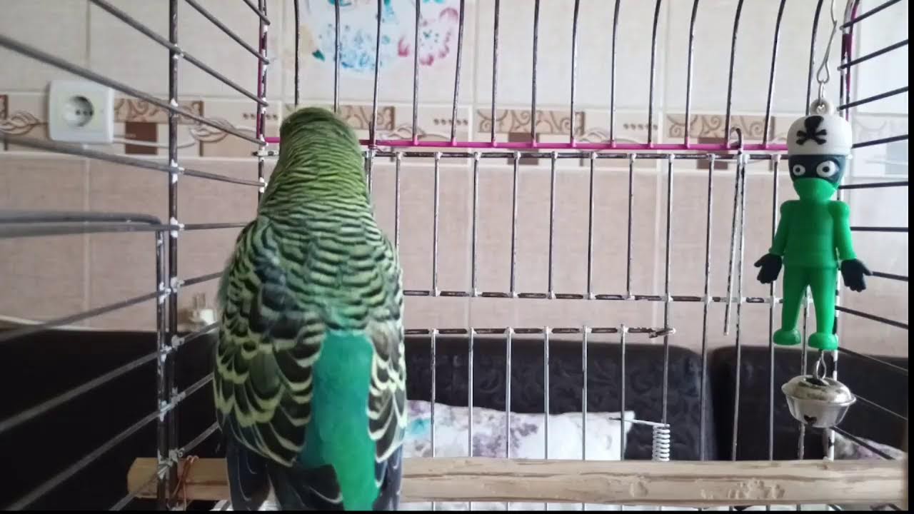 BALIM İLE CANLI YAYIN- MUTLULUK SESLERİ - İhtiyacı Olan Video -Muhabbet kuşu sesleri-