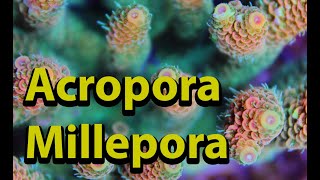 Acropora Millepora