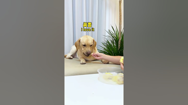 【旺仔很忙🐶Wangzai is busy】原来狗子也逃不过真香定律It turns out dogs can eat durian too
