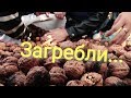 Дерзкие ЛЕНТчики или пропажа грецких орехов