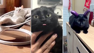 Funny Cat, Dog &amp; Animal Videos | Funny Pets Compilation - 19