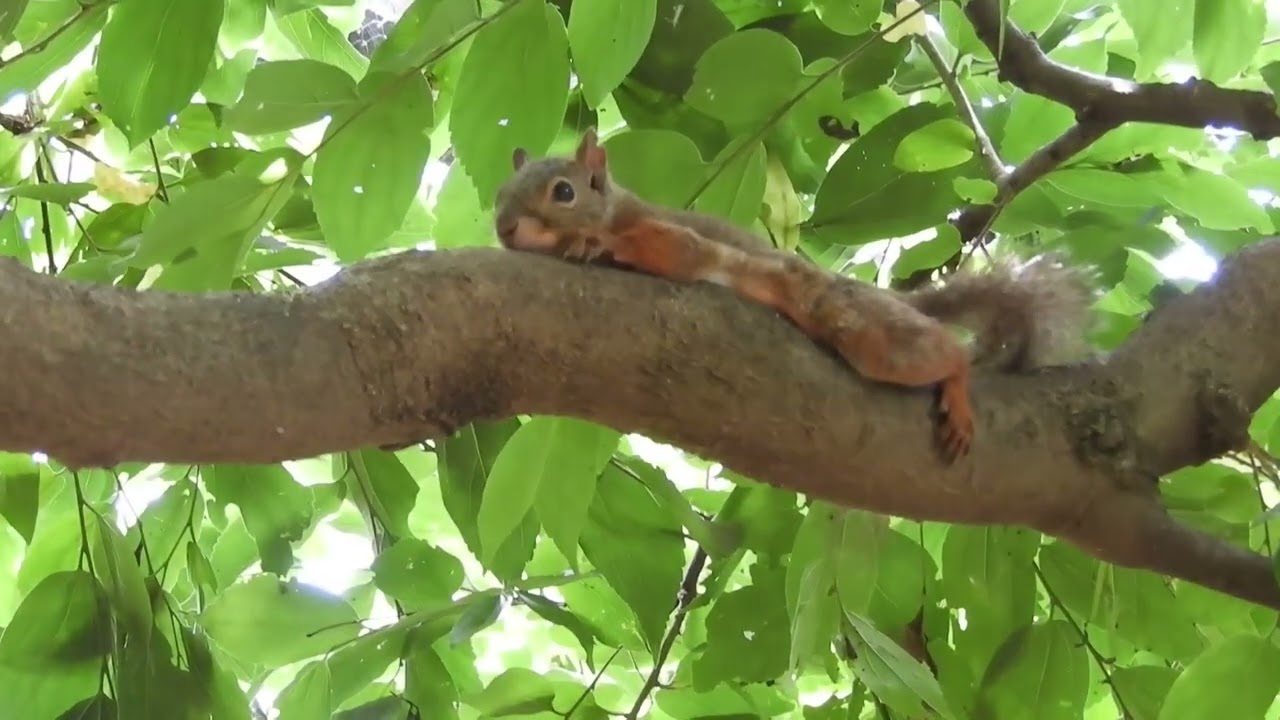 『リスの小径』のニホンリスちゃん♪ヒーリングミュージック♪2025年6月