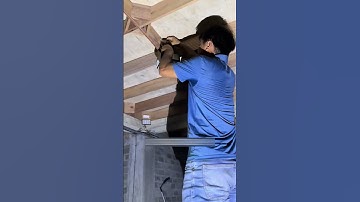 Most Expensive Edible Bird