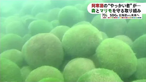 マリモ メダカ