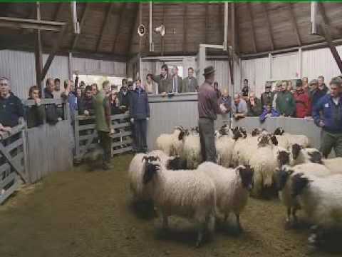 The Last Sheep Sale (at Bellingham Mart, Northumbe...