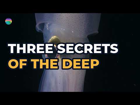 Deep Sea Mysteries: Colossal Squid, Immortal Jellyfish and an Underwater Lake | Deep Planet