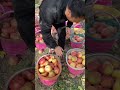 #Crispy and sweet #Shaanxi Luochuan apples#youtubeshorts #fruitfarming