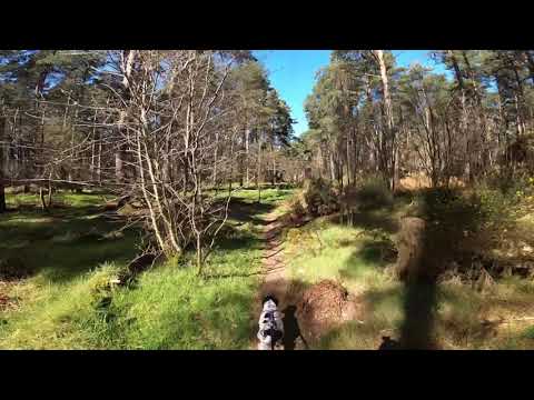 Lhanbryde Woodland Canicross Loop