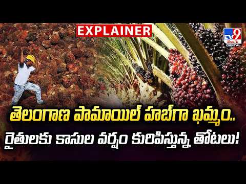 Explainer : తెలంగాణ పామాయిల్ హబ్‌గా ఖమ్మం.. రైతులకు కాసుల వర్షం కురిపిస్తున్న తోటలు ! Khammam - TV9 - TV9