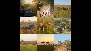 Seeing the Big Five in the Wild! 🦁🐘 | Sabi Sands Safari, South Africa