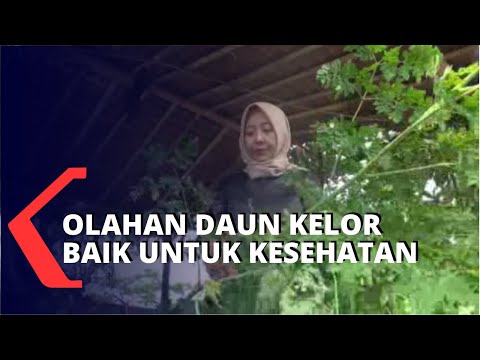 Video: 14 Cara Ampuh Kelor Bermanfaat Bagi Kesehatan Anda