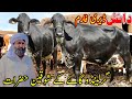Danish Dairy Farm | Australian Cows | Cholistani Cows | Jersey Cows | Girlando Cow 11 September 2023
