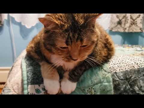 Adorable Cat Says "Hello" in the Cutest Way