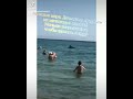 Дельфины на Азовском побережье рожали дельфинят
