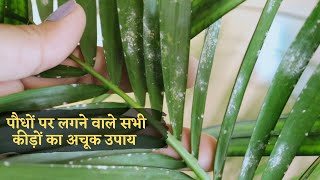 अगर आप परेशान हैं पौधों में pest attack से तो एक बार ये ज़रूर try करे | Best Pesticide cum Fungicide