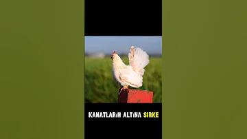 KÜMESLERDE TAVUK BİTİ İLE MÜCADELE 