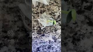 Sprouting spaghetti squash in 6 days!
Sprouting spaghetti squash in 6 days! Sprouting spaghetti squash in 6 days!