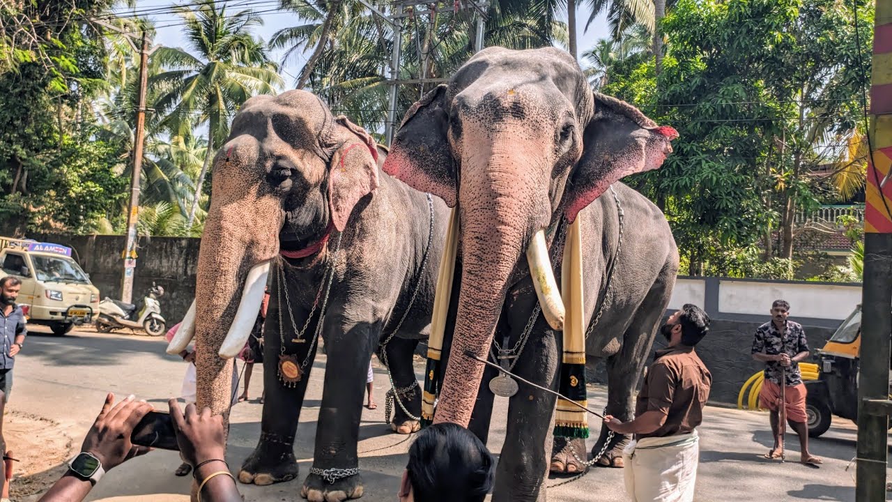പൂരനായകനും കുഞ്ചുവും ഒന്നിച്ചപ്പോൾ😍🔥 Thiruvambadi Chandrasekharan & Ukkens Kunju #elephant