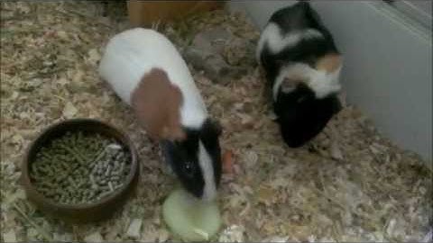 Frank Popp Ensemble - Love is on Our Side, Guinea Pig edition