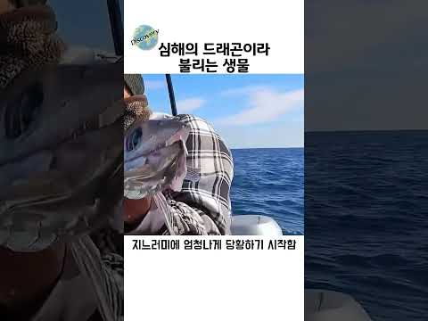 어부들이 잡자마자 버리는 심해의 드래곤 thumbnail