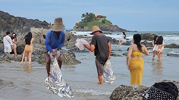 Các Chú Chài Cá May Mắn - Sửng Sốt Trước Cảnh Tượng Hàng Trăm Con Cá Đối Được Chài Tại Bãi Tắm Tiên