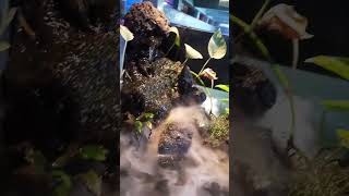 Smoked Aquarium - Guppies #shortsvideo #shorts #aquarium