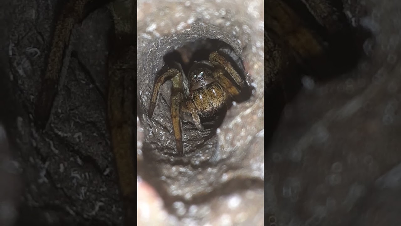 Geolycosa in the wild. Are those babies or flies?