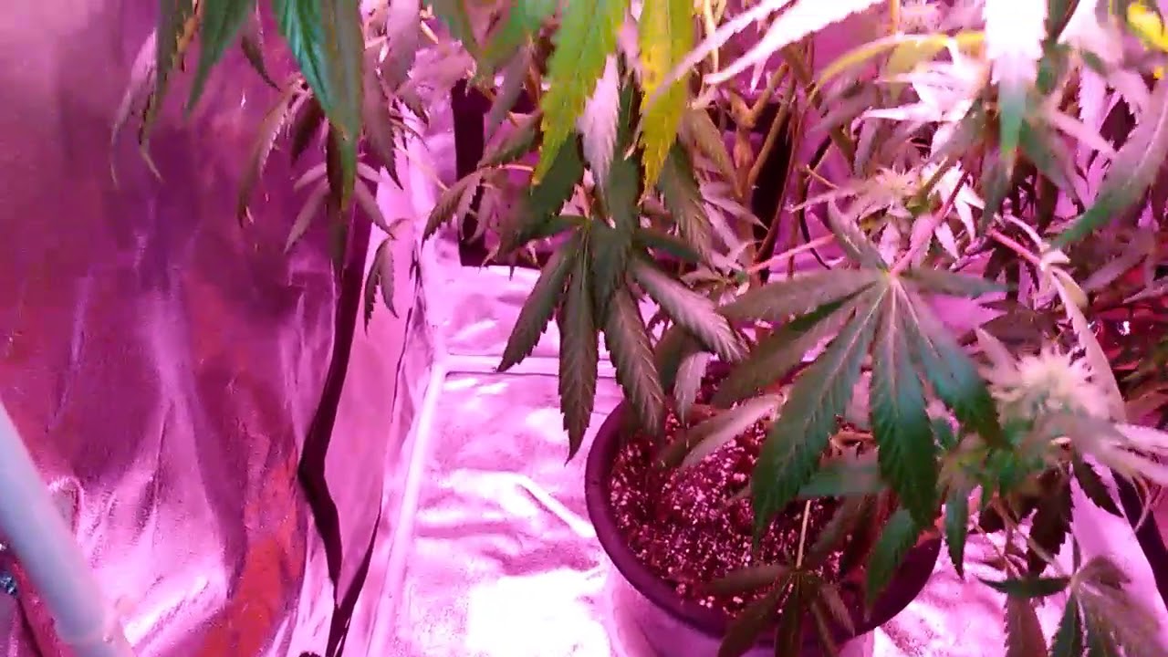 Week 7 Flower Update Lemon Thai x Snow Lotus & Double OG Guap Berries