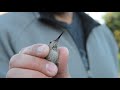 Catching Grouse Mountain Hummingbirds