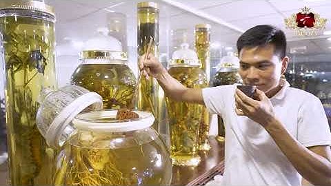 ĐỘC LẠ BST rượu đông trùng sâm ngọc linh khủng nhất Việt Nam của đại gia Hà Thành | Onplaza