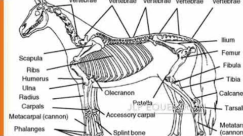 Naming bones in the horses body