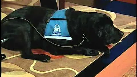 STL TV Live: Support Dogs Inc. (1 of 2)