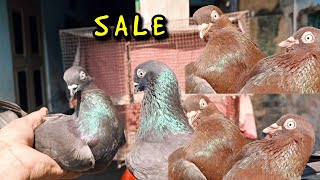 BILAL DA TOP QUALITY GIRIBAJ KALASABUJ PIGEON FOR SALE